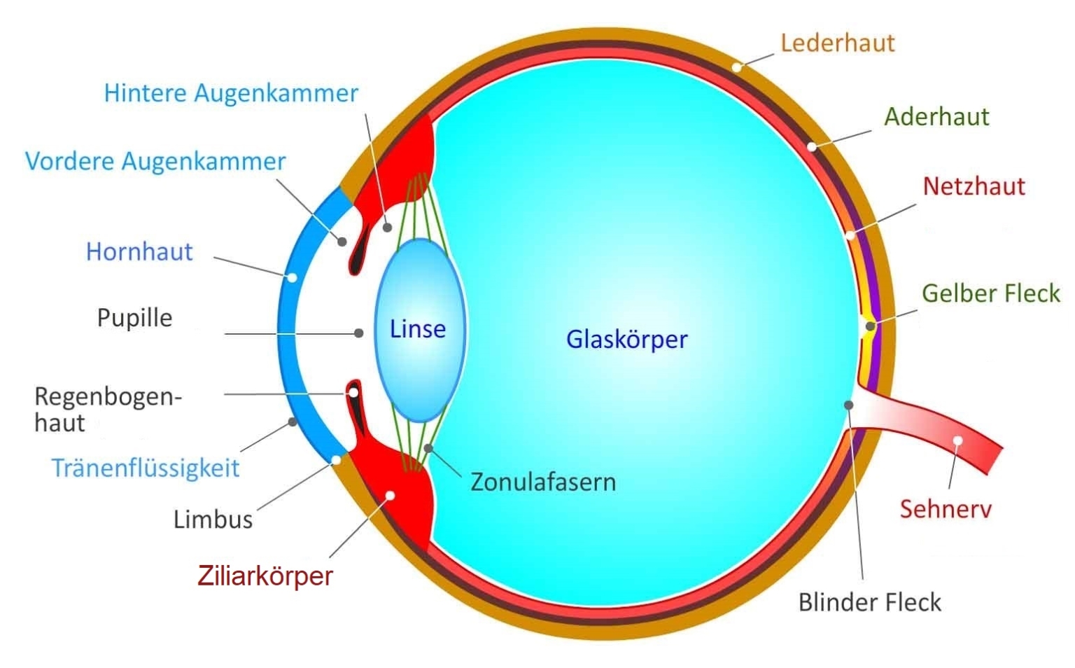 Aufbau des Auges – Augenoptik Knauer